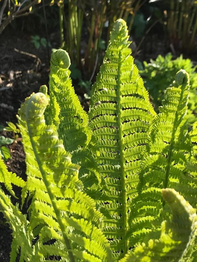 Blomstertantens Hus Trelleborg Eksteriør bilde