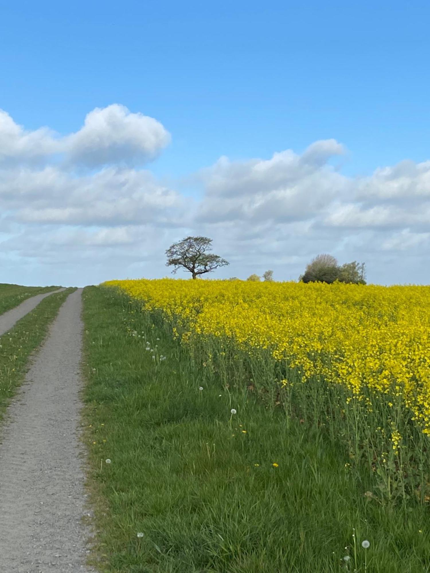 Blomstertantens Hus Trelleborg Eksteriør bilde