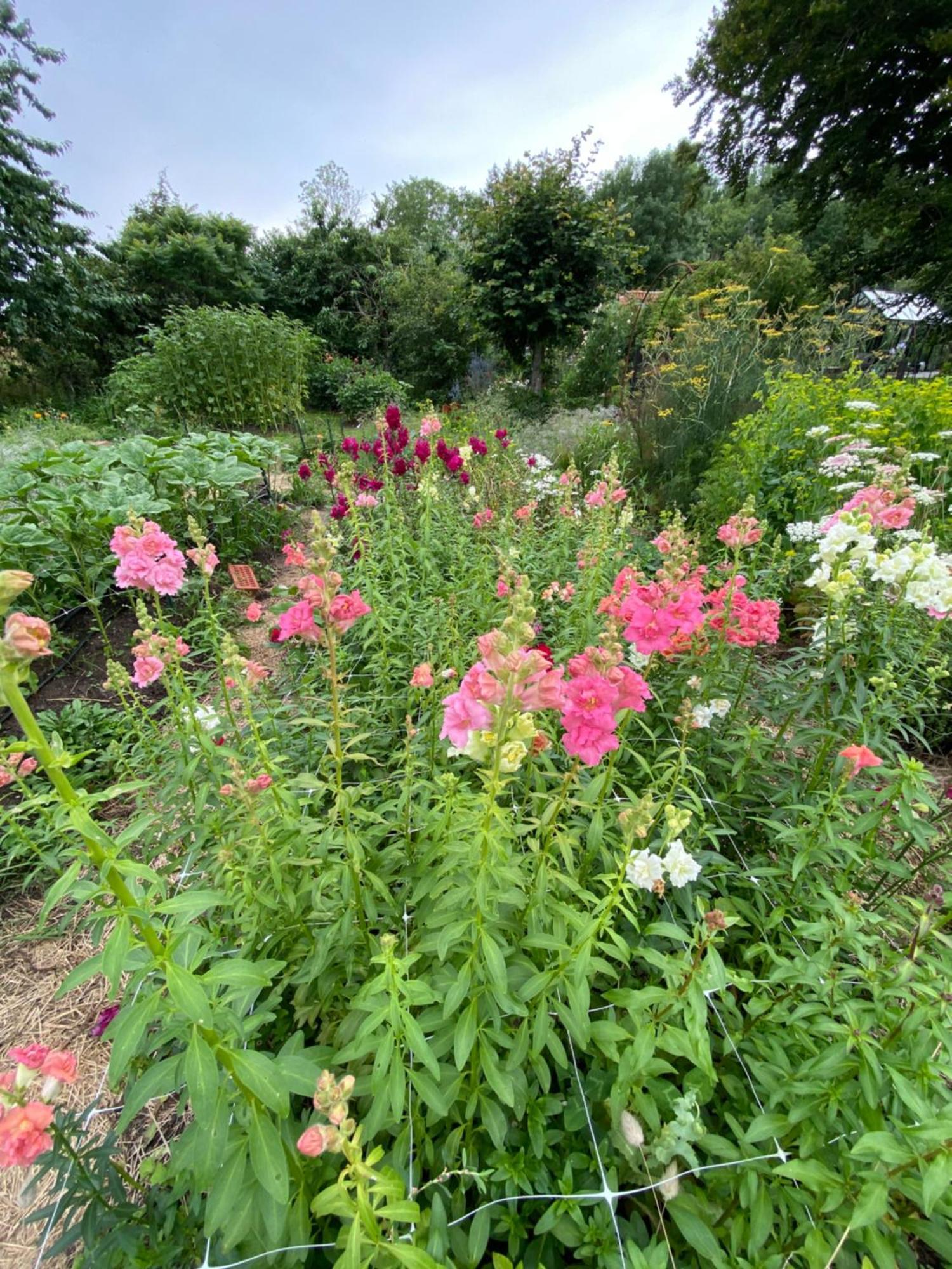 Blomstertantens Hus Trelleborg Eksteriør bilde