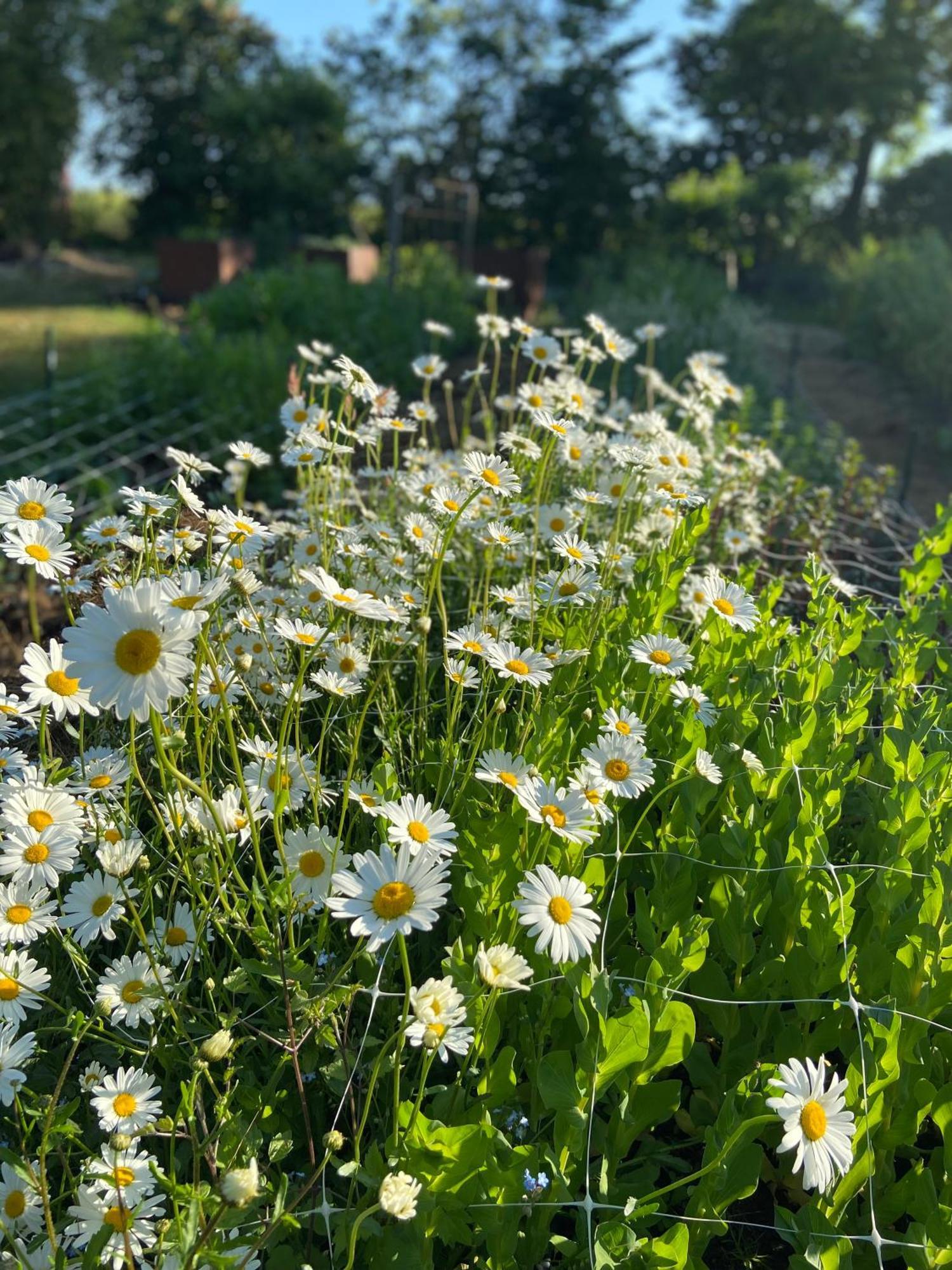 Blomstertantens Hus Trelleborg Eksteriør bilde